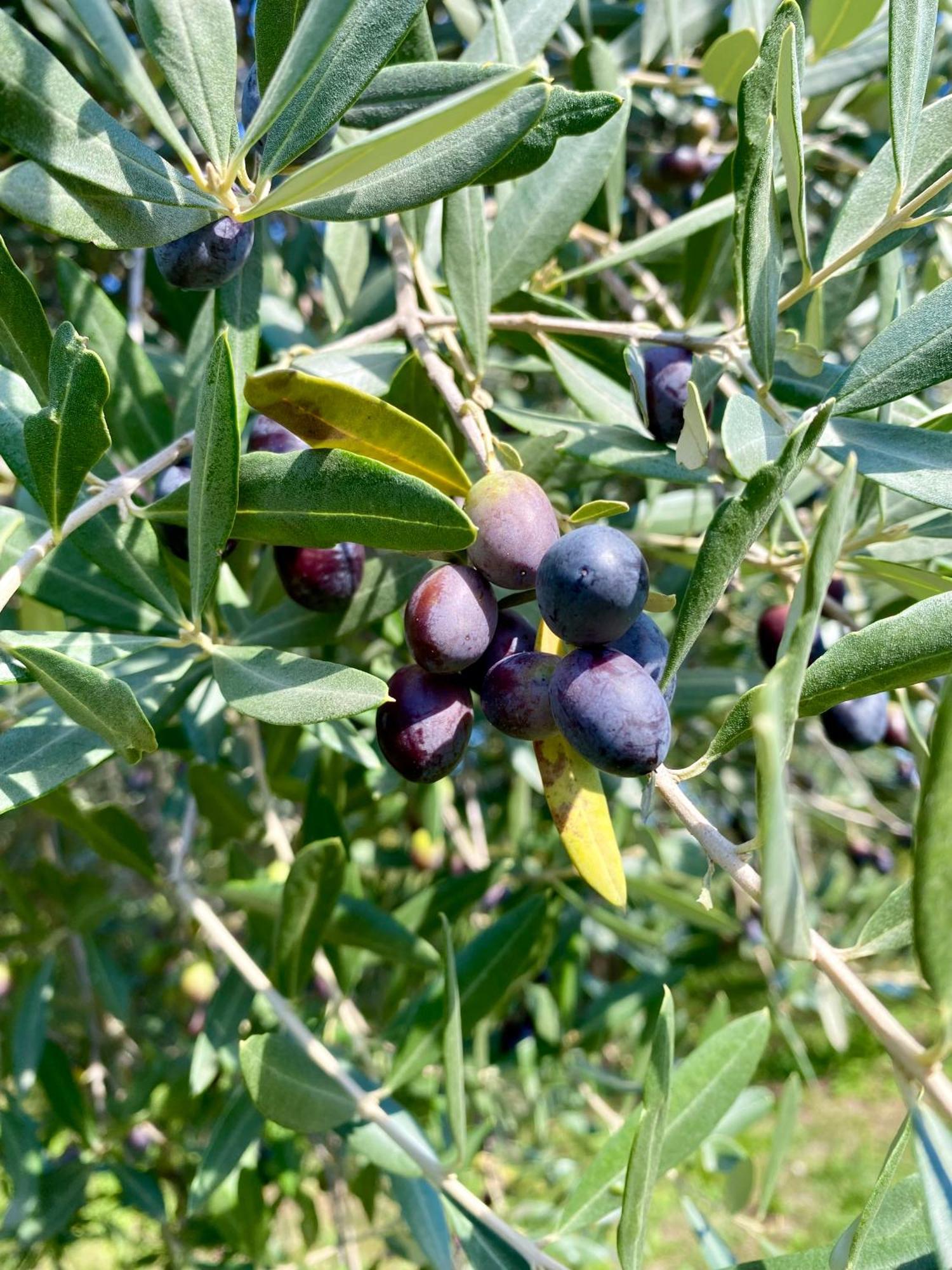 Agri-alloggio Le Poscole Al Canton *