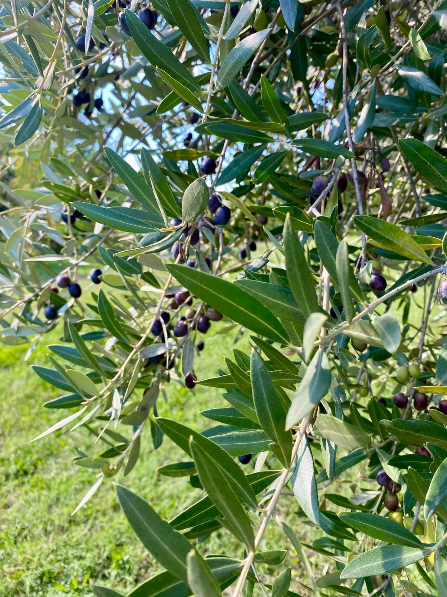 Farm stay Agri-alloggio Le Poscole Al Canton *